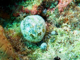 Sea Pearls IMG 3154